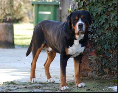 Kim`s Abstammung - Grosse Schweizer Sennenhunde im VDH, Asman und Rosalie